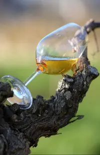 Bonnezeaux
