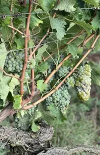 Quarts de Chaume Grand Cru