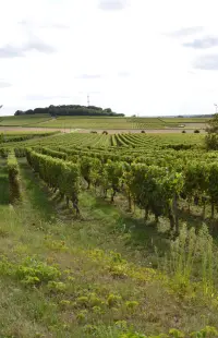 Saumur-Champigny