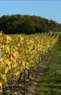 Savennières